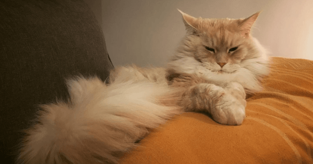 10 Photos Qui Prouvent Que L On Vit Chez Nos Chats Et Pas L Inverse Opera News