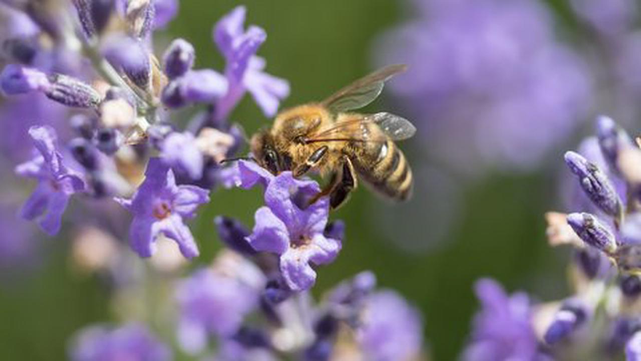 Rettet die Bienen! 9 bienenfreundliche Pflanzen für Balkon und Garten