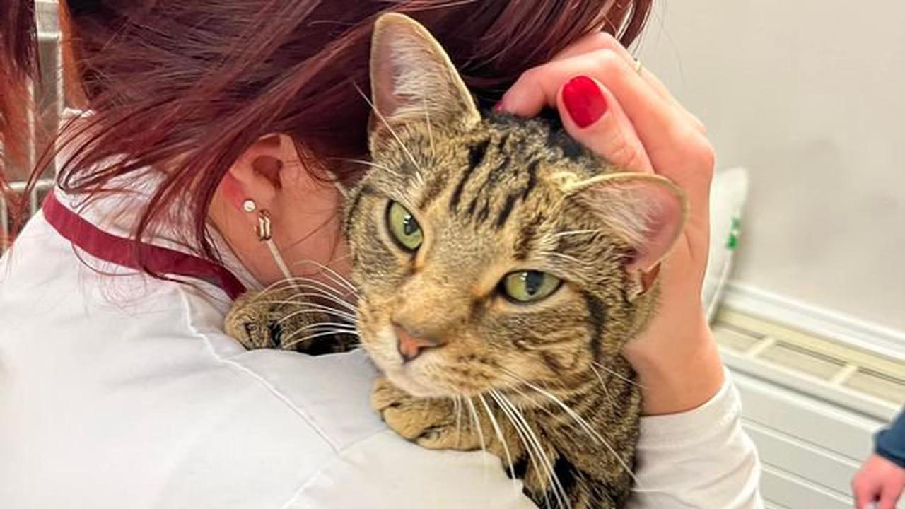 Shropshire mum stunned to find missing cat 90-miles away being 'pampered' in hotel