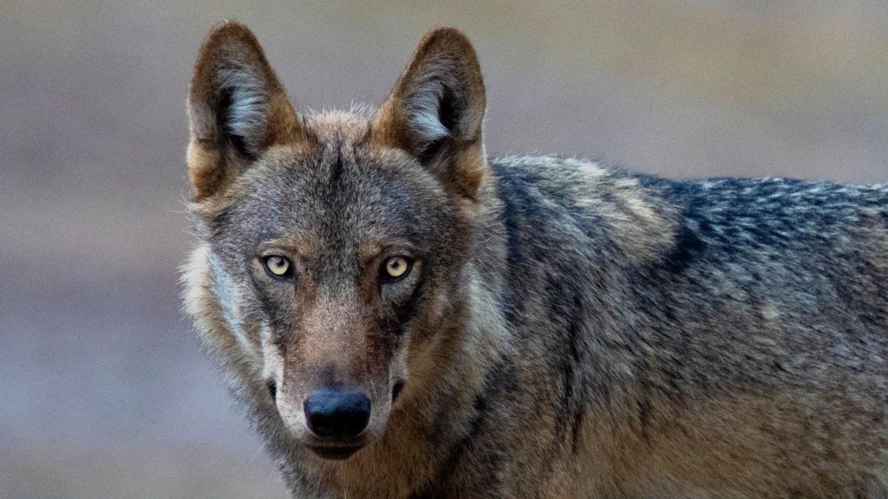 Bündnis will 80 Wölfe in Brandenburg zum Abschuss freigeben