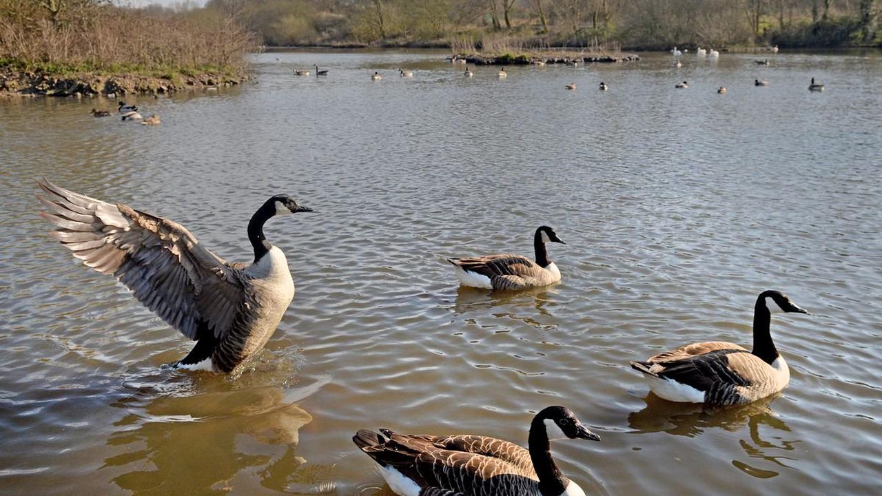 More bird flu cases discovered at Birmingham beauty spots as strain spreads further