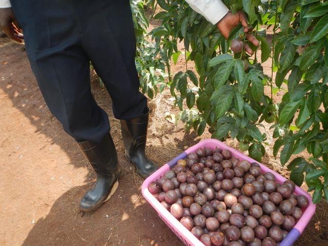 Passion Fruit Farming in Kenya | FarmLINK Kenya
