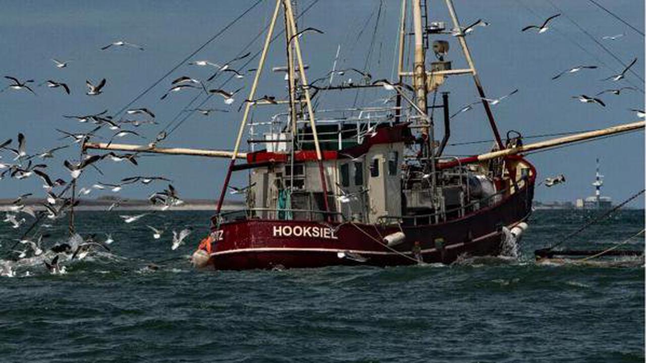 Nordsee wird immer „kleiner“: Niedersachsens Küstenfischer sehen ihre Existenz gefährdet