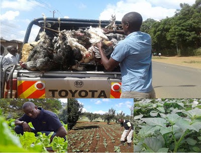 Rich Farm Kenya: Profitable Agribusiness Ideas in Fruit Farming: The Money  Math of Kienyeji Chicken Farming in Kenya