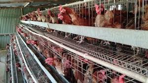 Kenyan chicken farmers prefer battery cages, but rights groups call out cruelty