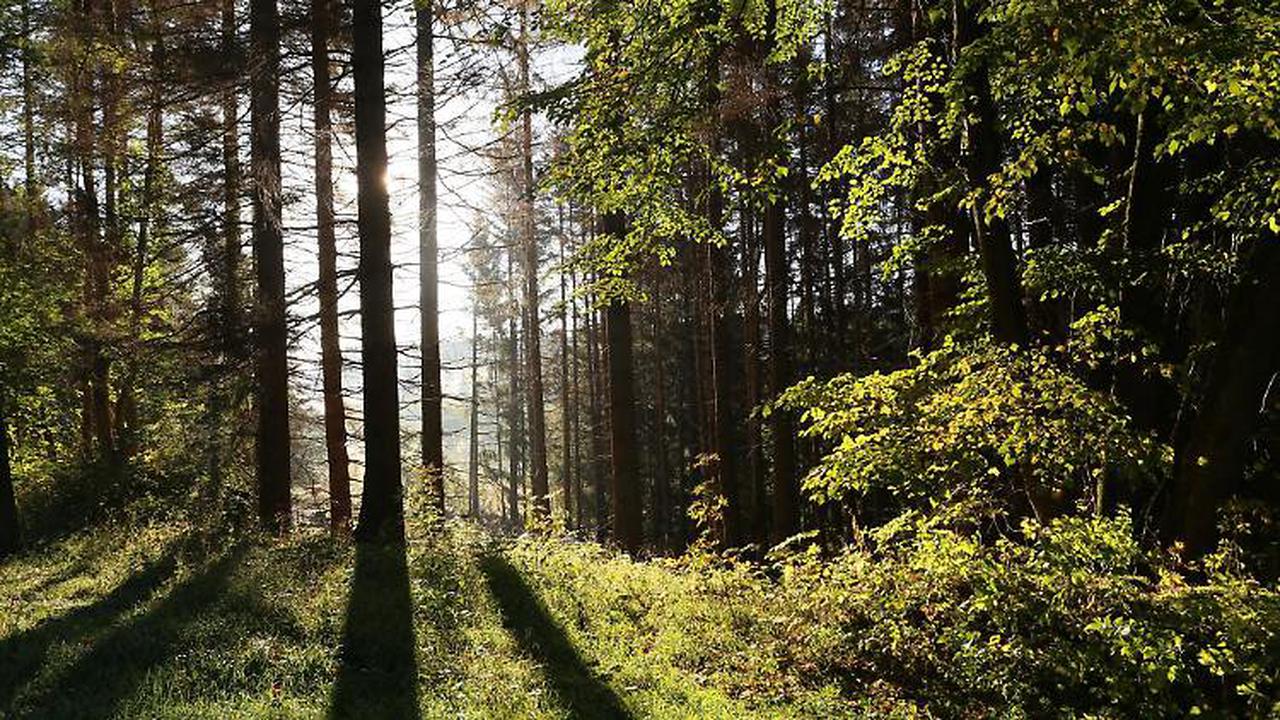 Stadtwerke Kiel und Landesforsten pflanzen neuen Wald