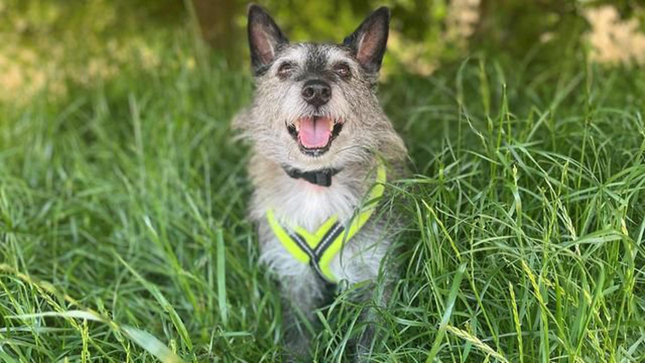 Dog owners urged to take 'five-second test' before walking pets in heat