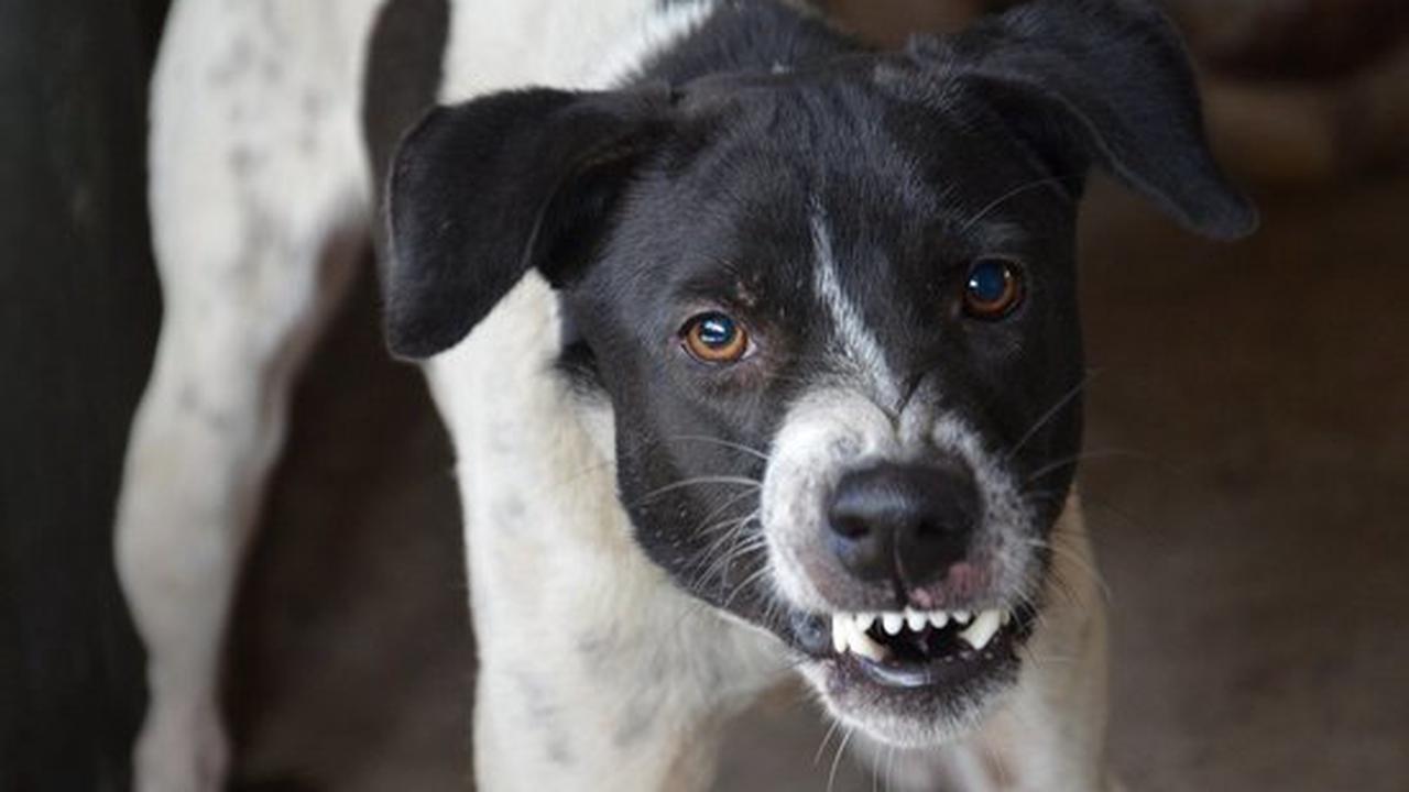 Собак все больше, и они нападают на людей: жителей Панаевска предупредили об отлове бездомных псов