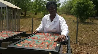 Meet the Ghanaian scientist determined to 'ban' use of imported tomato paste in homes (Photos)