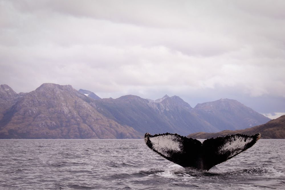 Ferdinand Magellan: Pembawa Spanyol ke Nusantara
