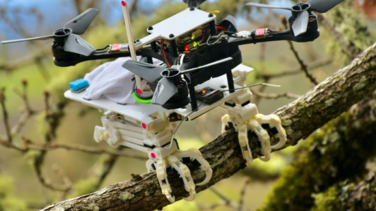 Des ingénieurs américains ont conçu un robot oiseau capable de se poser et d'agripper des objets