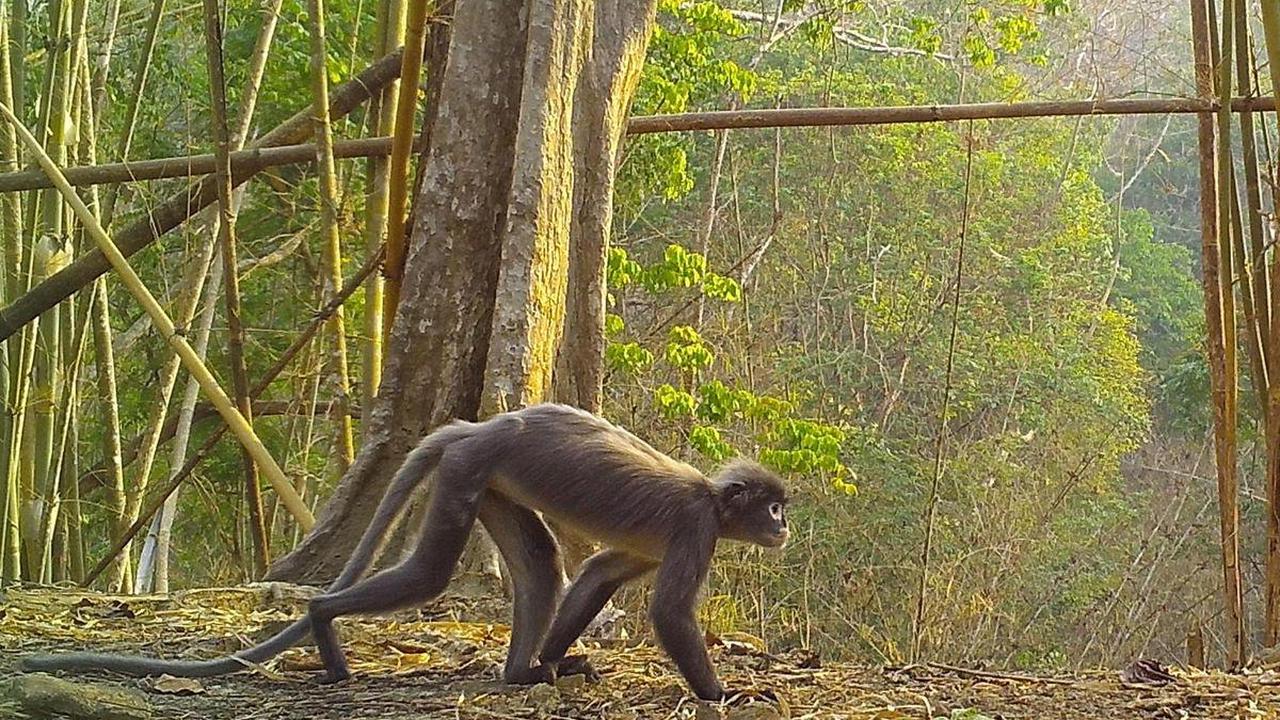 Aussergewöhnliche Vielfalt – Forscher entdecken in Mekong-Region 224 neue Tier- und Pflanzenarten