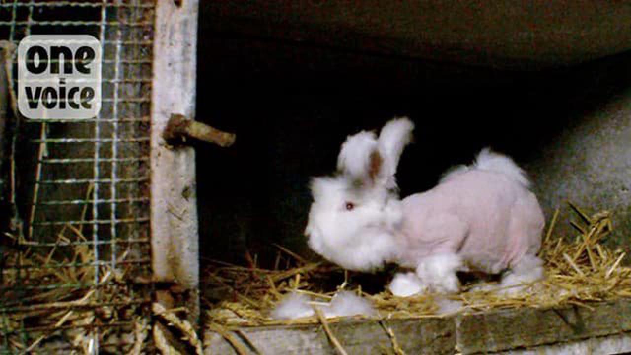 Nice: une association réalise un happening ce samedi pour dénoncer la maltraitance de lapins angoras