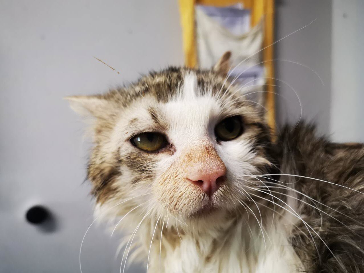 Spa Papy Cherche Un Foyer Tranquille Opera News