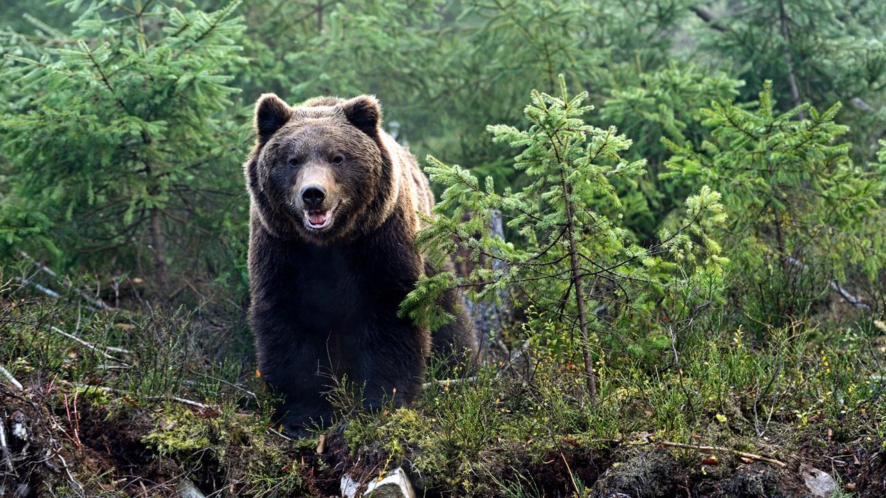 На Камчатке два медведя попали под колеса автомобиля
