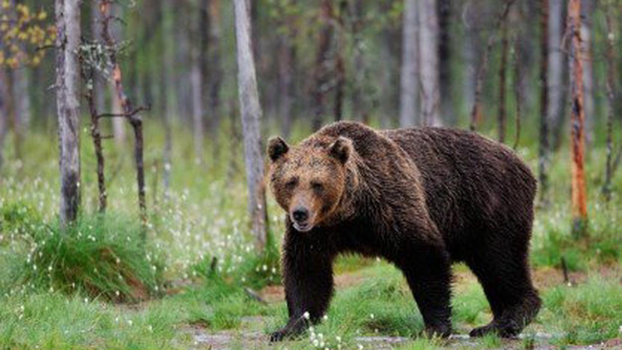 В Красноярском крае разрешили отстрел медведей