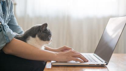 Pourquoi Mon Chat Miaule T Il Opera News