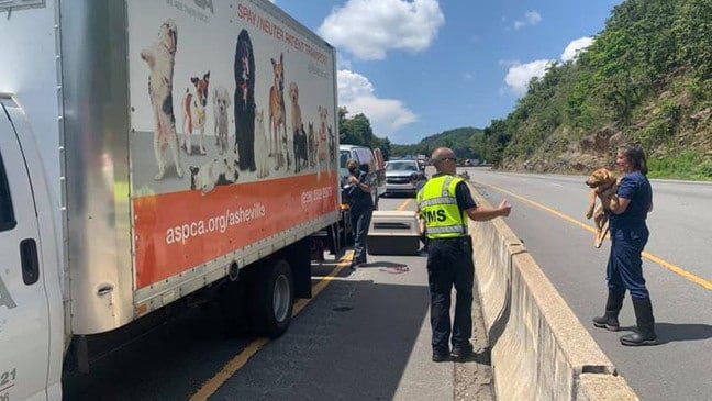 Dogs Cats Missing Following Aspca Truck Crash On I 40 Opera News