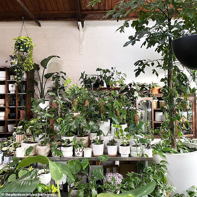 Melbourne Florist Reveals The Best Low-maintenance Indoor Plants - Opera News