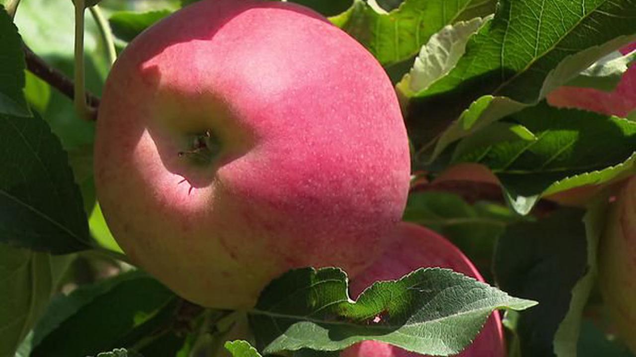 Des pommes très sucrées, pâles et moins nombreuses avec l'excès de chaleur et de sécheresse