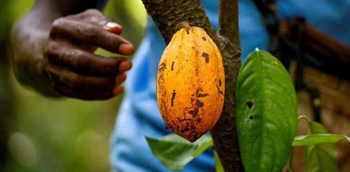 Cocoa farmgate price 2023-24 from Ghana