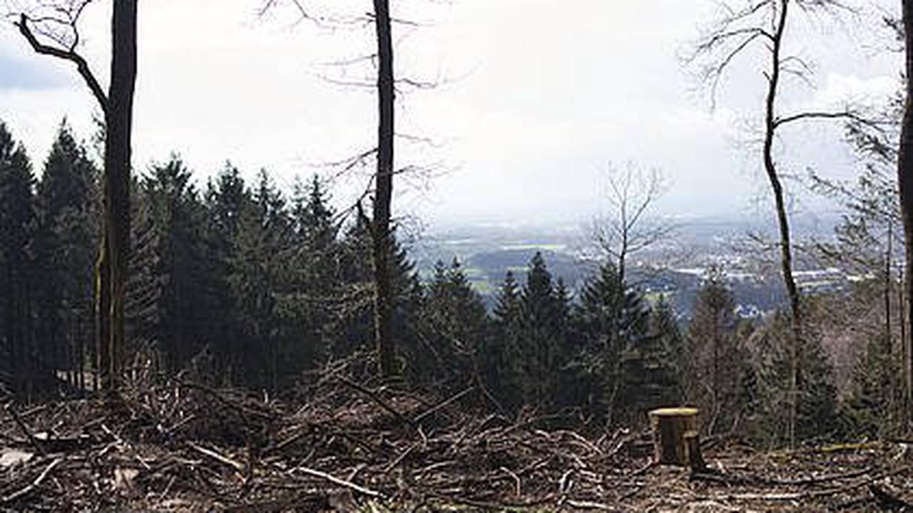 Landesverband Lippe: schon 40.000 Euro Spenden für Zukunftswälder