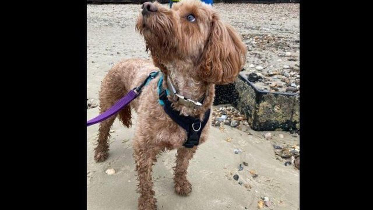 Dogs rescued from River Arun