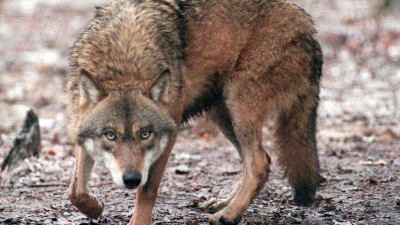 Wolfsangriffe sind rückläufig – Der Wolf hat dieses Jahr im Kanton Bern weniger Nutztiere gerissen