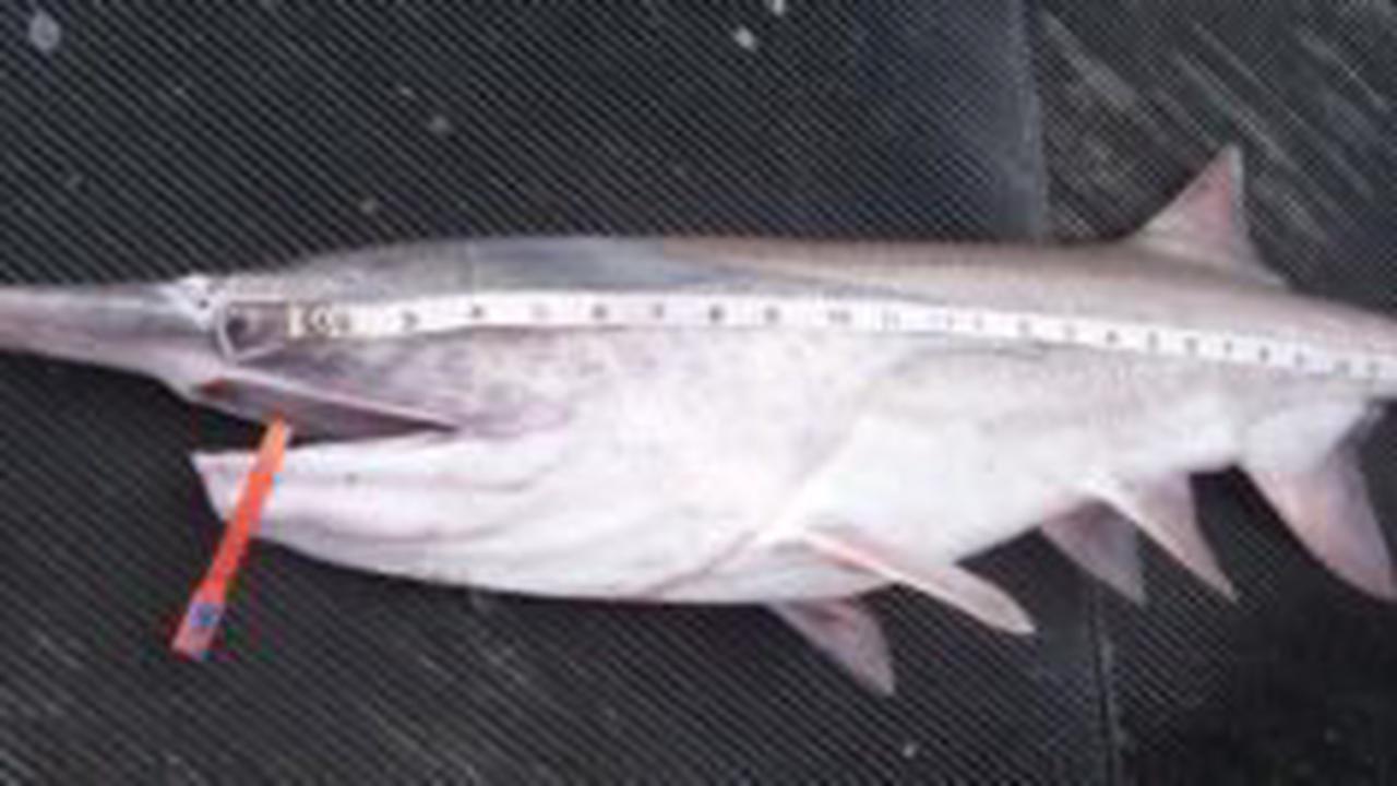 Missouri, Big Sioux River paddlefish season set to open - Opera News