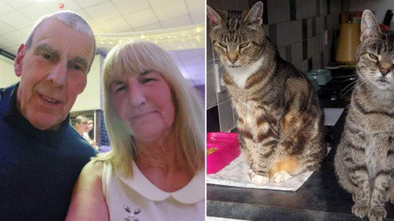 Anonymous neighbour accused couple of animal abuse for leaving cats on the drive