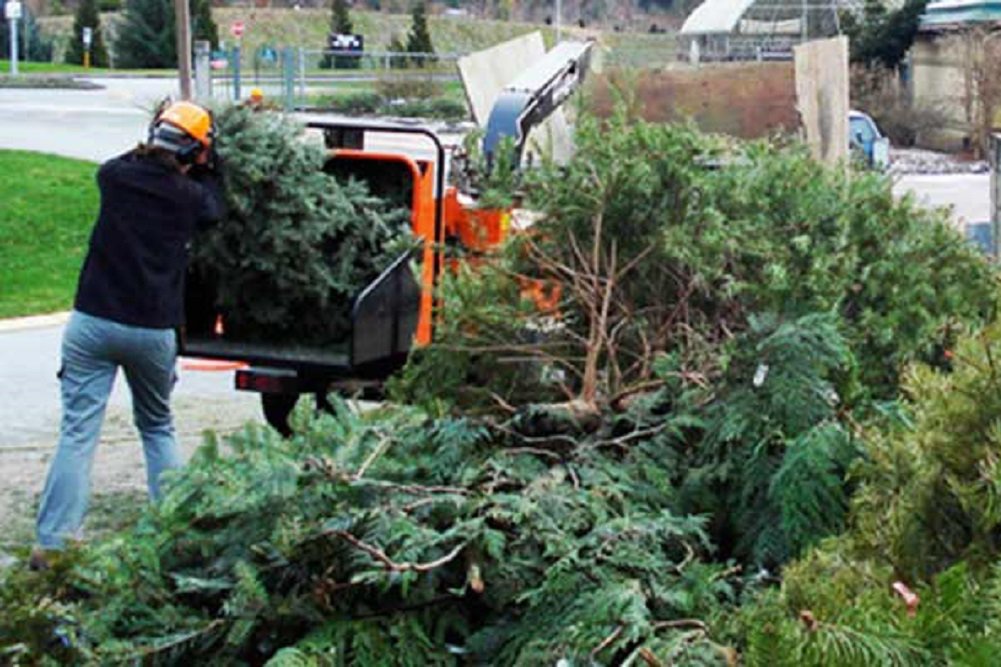 Christmas Tree Recolection 2022 Christmas Tree Collection 2022 - Opera News