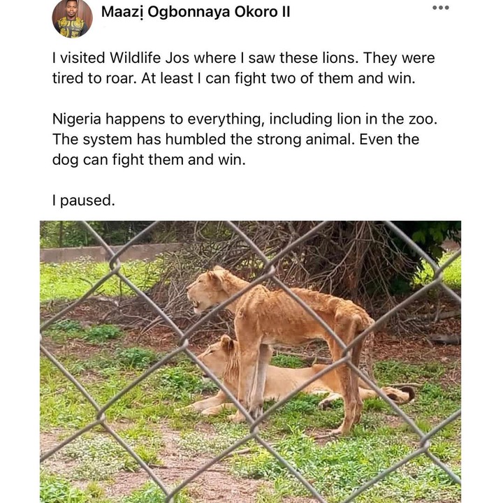 Nigeria happens to everything - Man laments after sighting malnourished Lion in Jos zoo