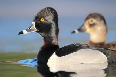 Focus On Nature: Price County Resident's Photo Selected For Ducks Unlimited 2022 Calendar - Opera News