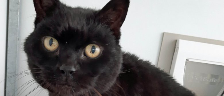 Un Chat Retrouve 14 Ans Apres Sa Disparition Dans Un Etablissement Pour Personnes Avec Des Troubles De L Apprentissage Qu Il Occupait Depuis 13 Ans Opera News