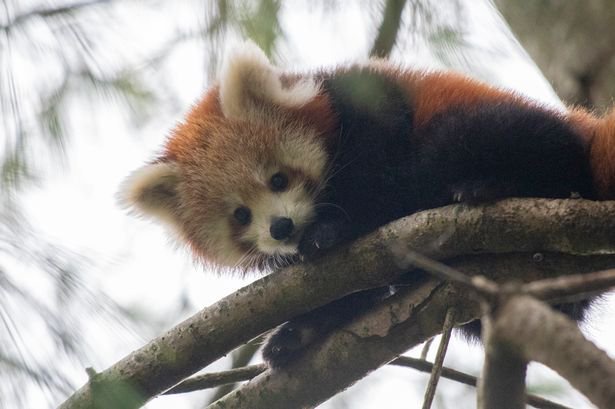 Paignton Zoo Welcomes Adorable New Red Panda Cubs Opera News