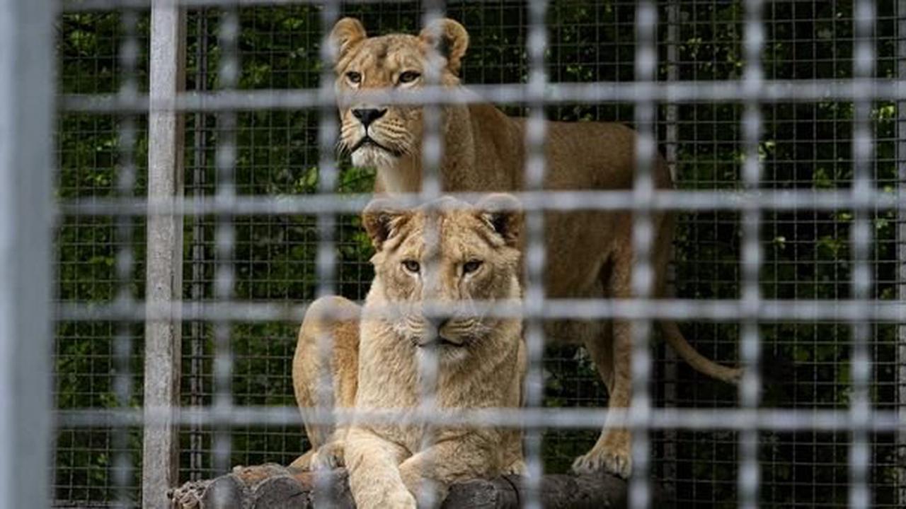 Good News: Veteranen retten Löwen aus Zoo in Ukraine