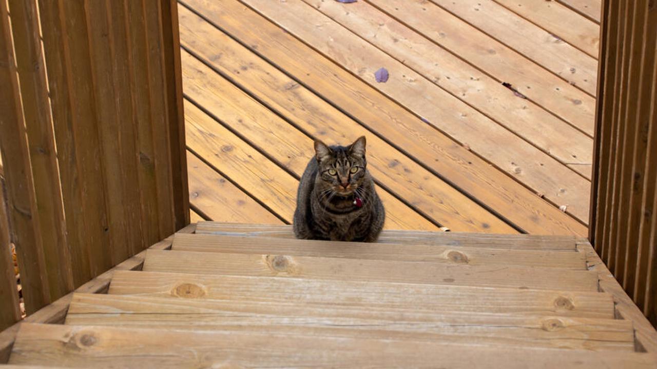20 Jahre alte Katze kann keine Treppen mehr steigen: Ihr Herrchen kommt auf eine geniale Idee