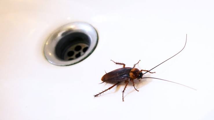 9288b8d31a35e441198f0e38fa73e17e?quality=uhq&format=webp&resize=720&watermark=true