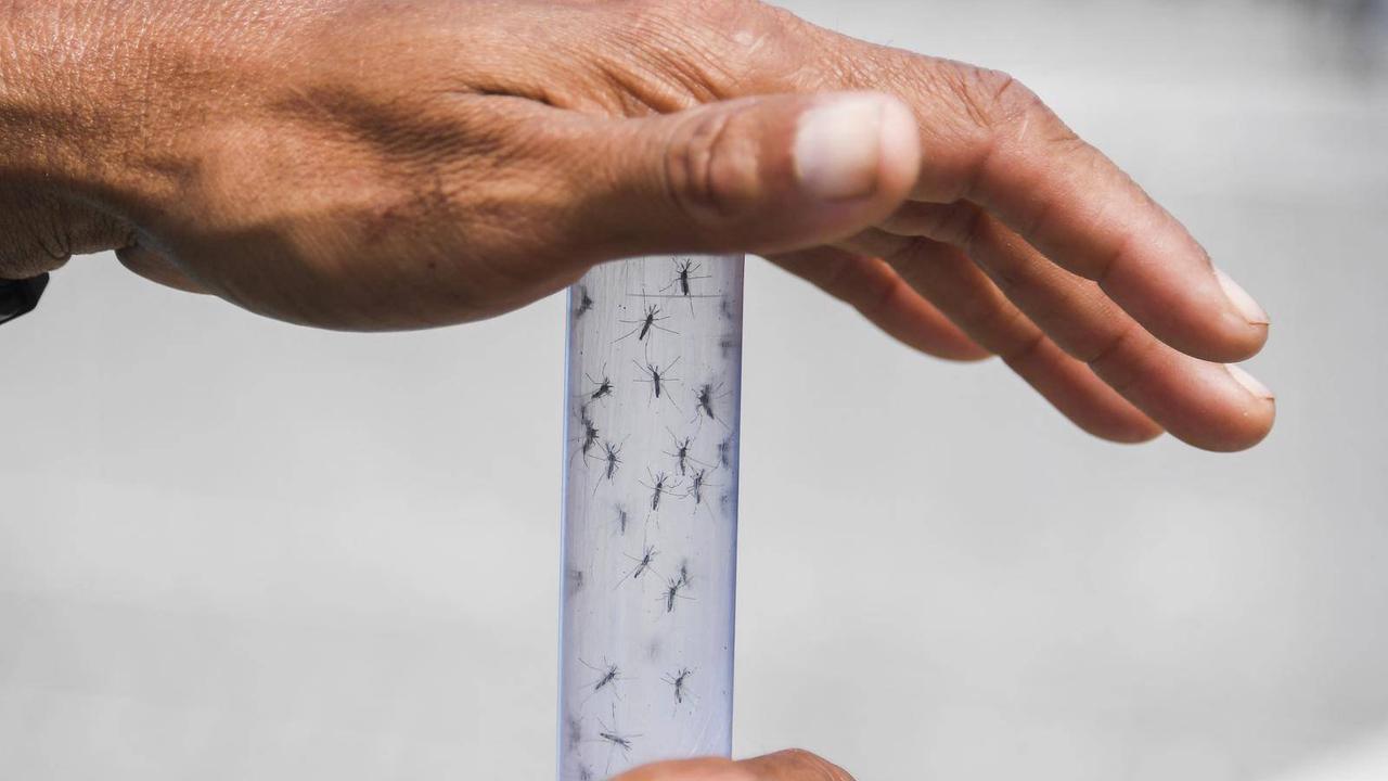 Biotechs : le premier vaccin contre le chikungunya sera t-il français?