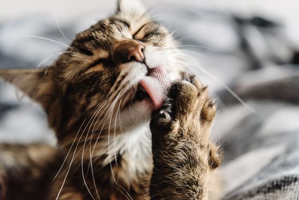 Combien De Temps Peut On Laisser Son Chat Seul Opera News