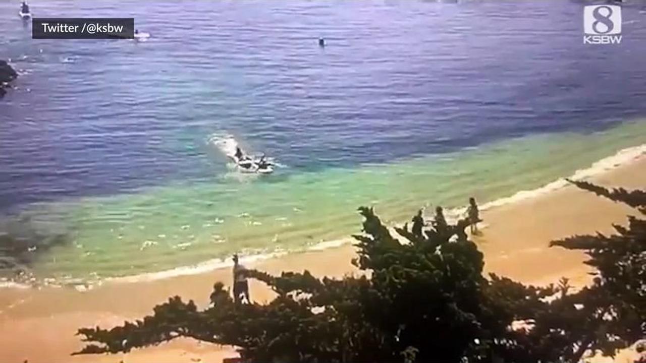 Weisser Hai: Mann in Kalifornien überlebt Angriff