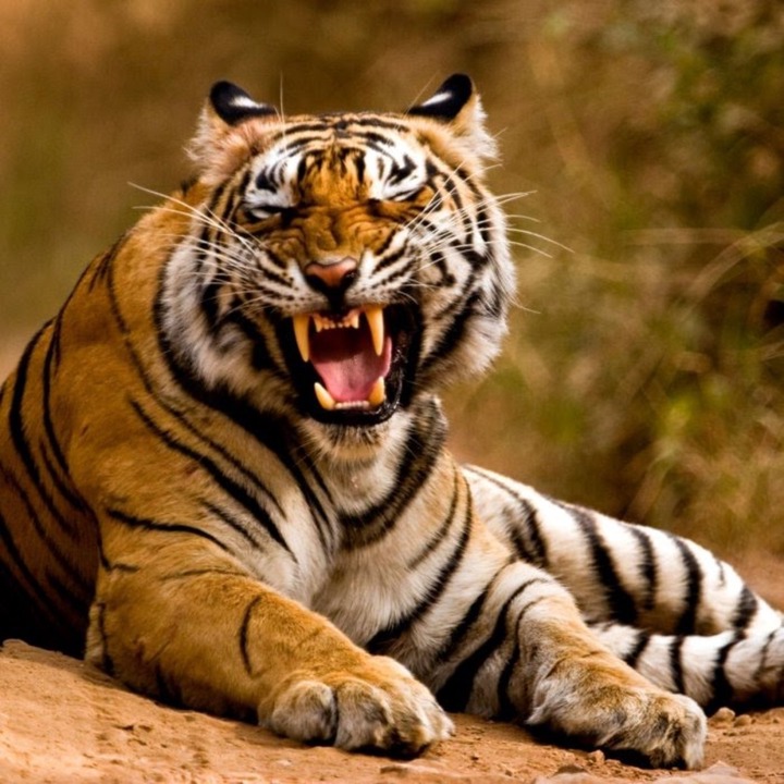 A tiger can bite 1,050 pounds per square inch on its prey