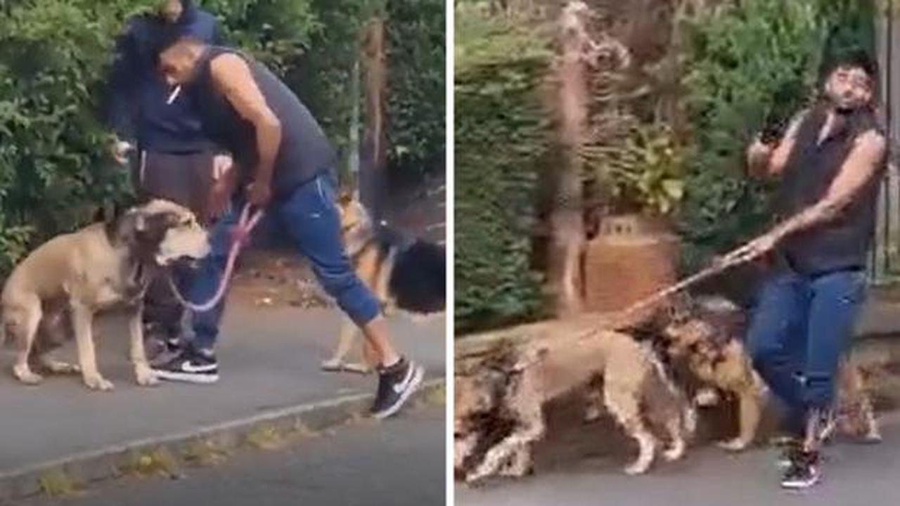 ‘It is abuse’: Woman pleads with man after he slaps dog across face