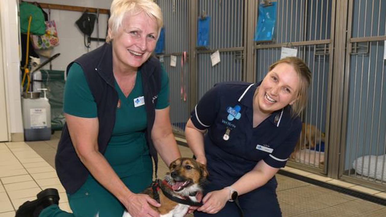 A look inside Grimsby's Blue Cross Animal Hospital and how staff work tirelessly to care for the animals
