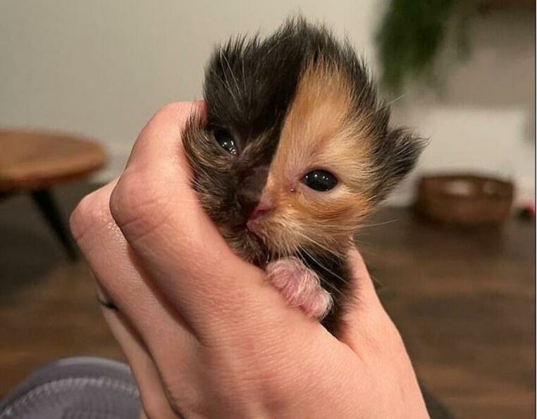 Promis A Une Mort Certaine Ce Chaton Orphelin Au Visage Bicolore A Eu Une Bonne Etoile Video Opera News
