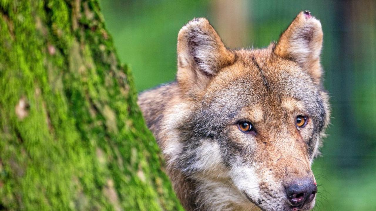 Wölfe in Hagen: „Es gibt keinen Grund, Panik zu machen“