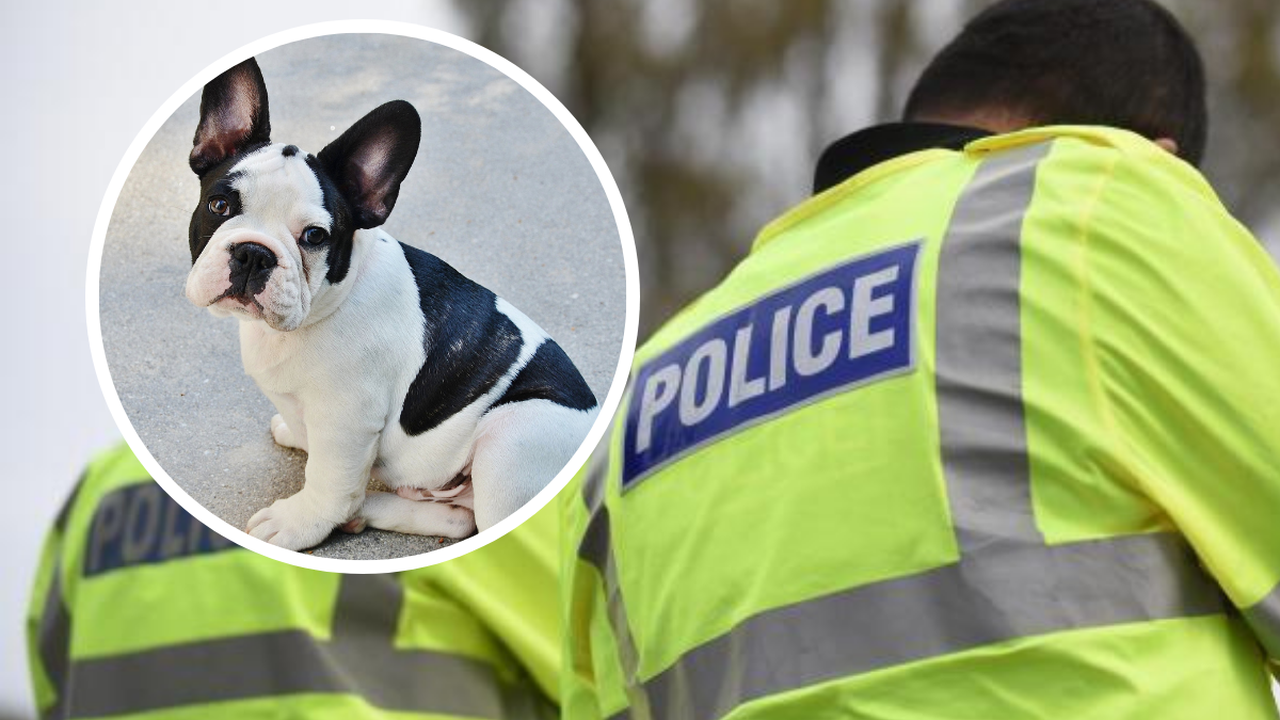 Figures reveal more dogs were stolen in Essex in 2021