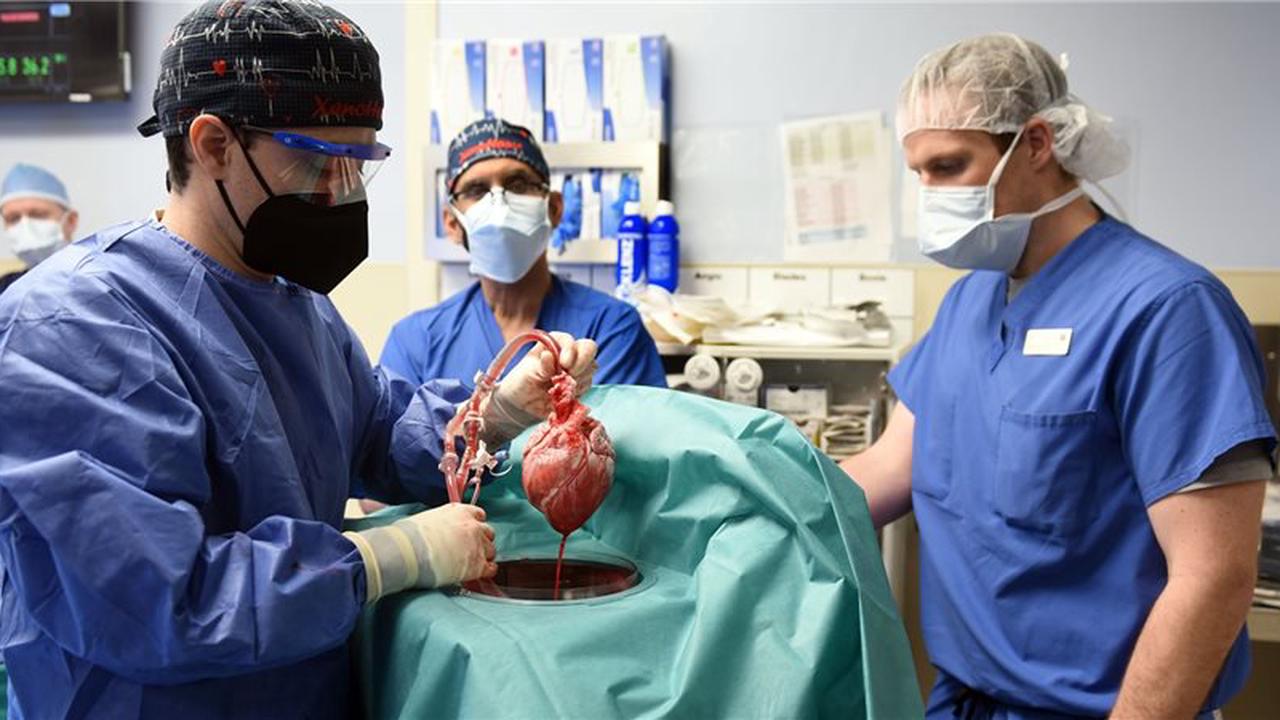Patient mit transplantiertem Schweineherz „bemerkenswert wach“