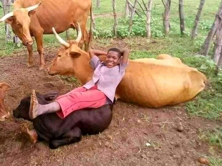 Ramaphosa Cows Opera News South Africa