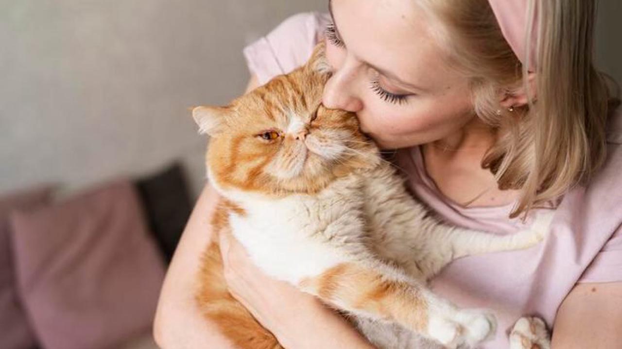 Maladie : nos chats aussi peuvent souffrir du cancer